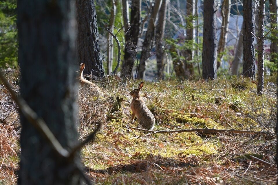 Junta  Consultiva de la  Reserva Nacional de Caça  de Freser-Setcases