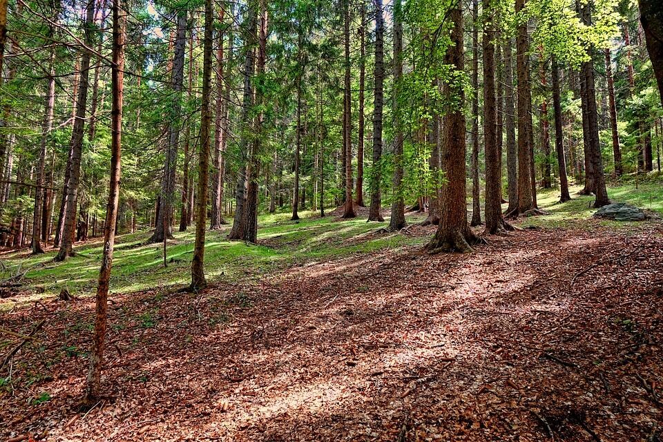 Taula Intersectorial Forestal