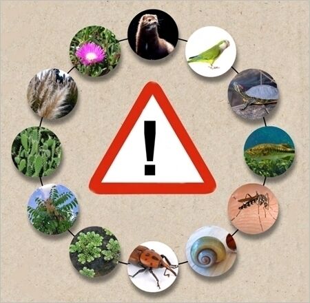 Imatge pels mitjans: Consulta pública prèvia a l'elaboració de projecte d'ordre sobre el procediment d'autorització excepcional de captura en viu per al control d’espècies cinegètiques depredadores i d’espècies exòtiques invasores depredadores