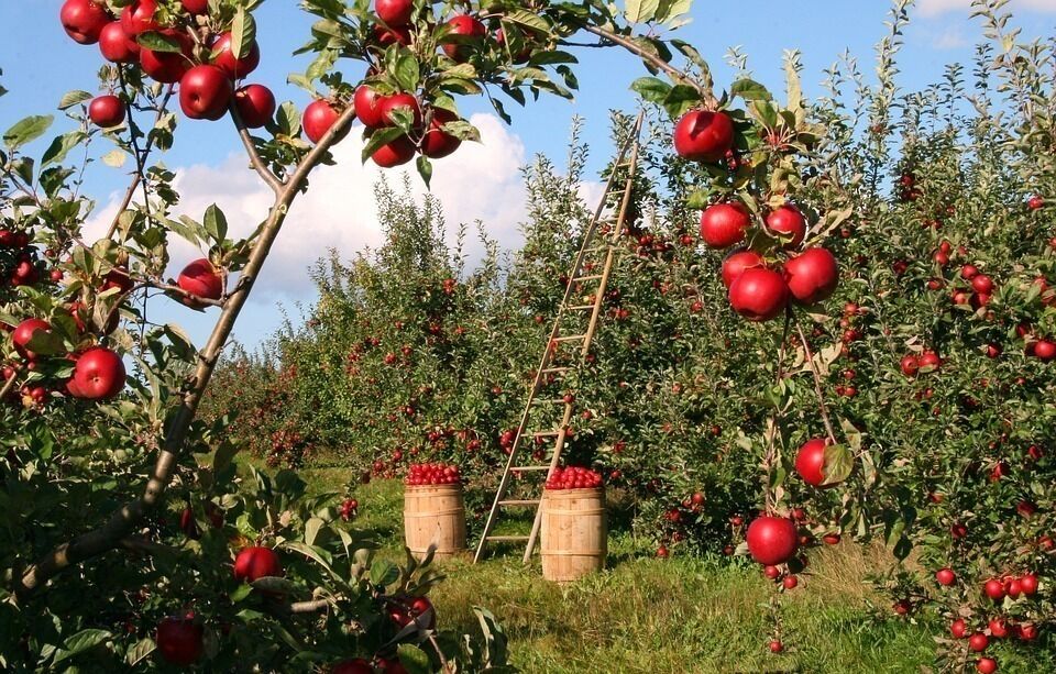 Imatge pels mitjans: Valoració de la difusió que realitza el Departament d'Agricultura, Ramaderia i Pesca de la Política Agrària comuna 2014-2020