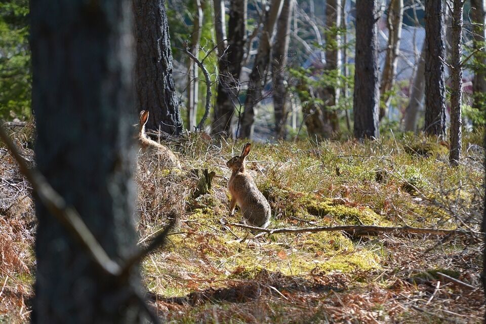 Imatge pels mitjans: Junta Consultiva de la Reserva Nacional de Caça de Freser-Setcases