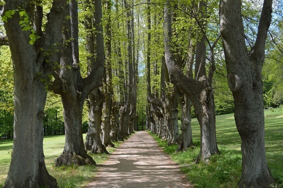 Imatge pels mitjans: Procés participatiu per a l'elaboració del Pla estratègic sobre educació i voluntariat ambiental als Parcs Naturals
