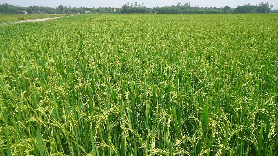 Imatge pels mitjans: Taula Sectorial Agrària de l'Arròs