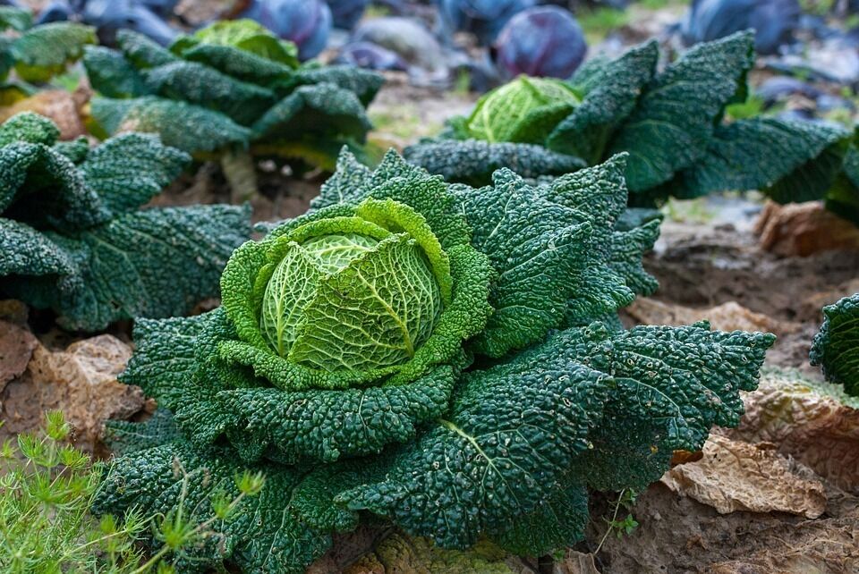 Media picture: Taula Sectorial Agrària de l'Horta