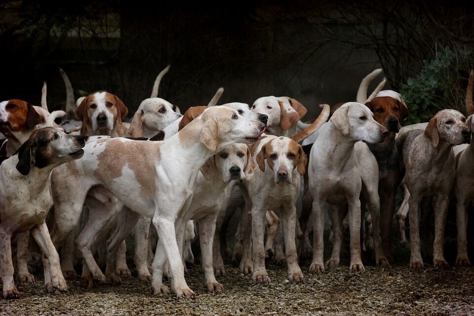 Imagen para los medios: Junta Consultiva de la Reserva Nacional de Caza de Boumort