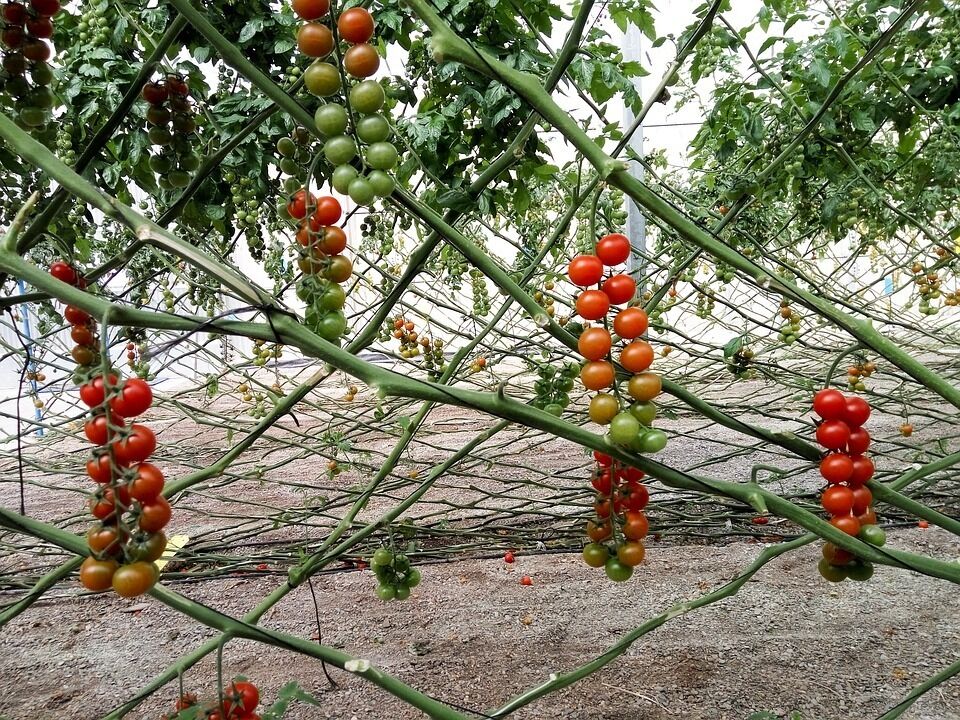 Imatge pels mitjans: Taula Sectorial Agrària de la Producció Agrària Ecològica 