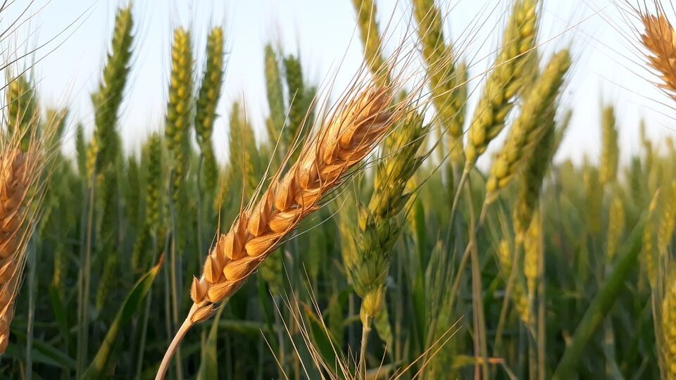 Imagen para los medios: Mesa Sectorial Agraria de los Cereales